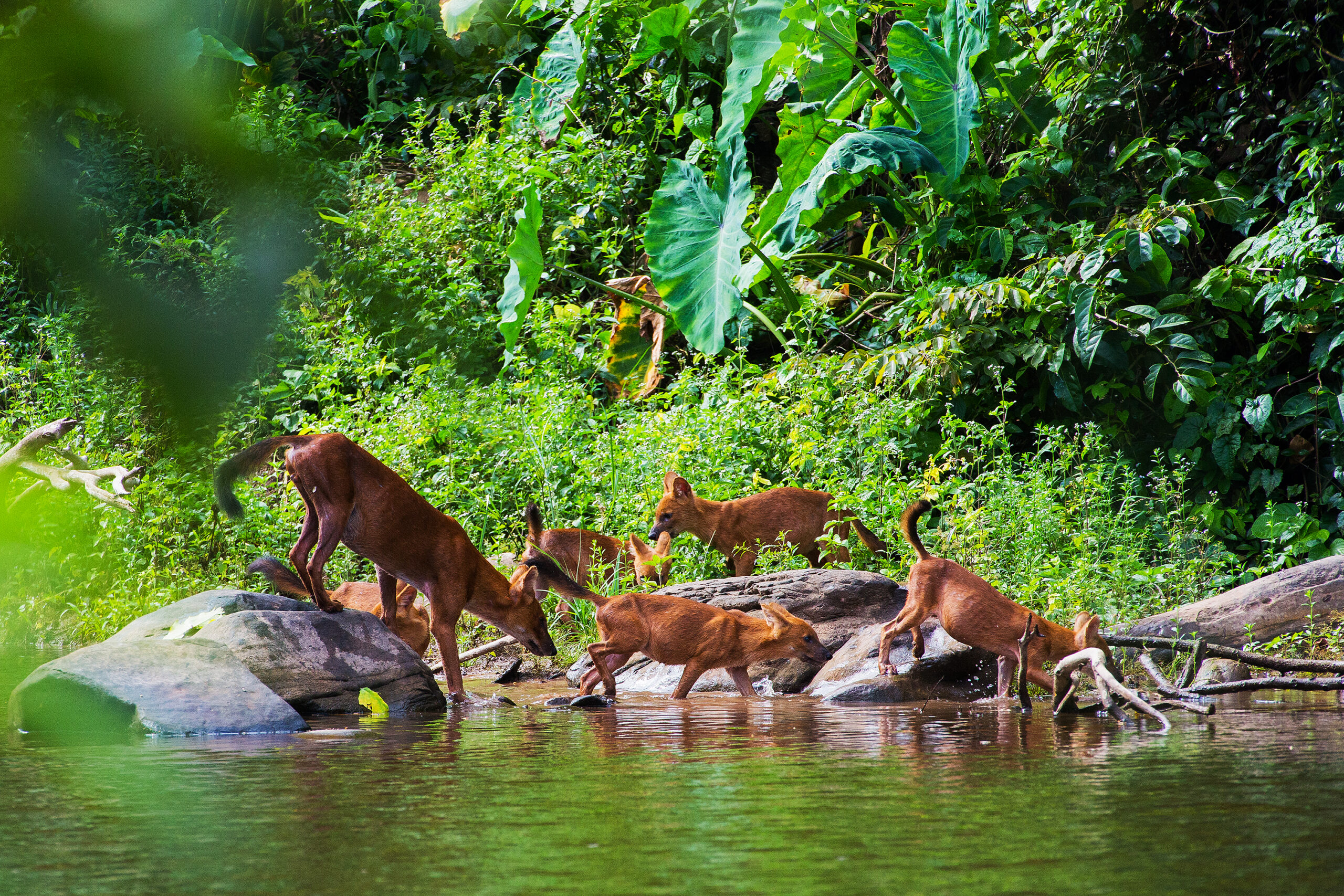 Wilpattu National Park Sri Lanka