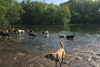 Dog Beach at Prospect Park