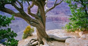 Plains National Park