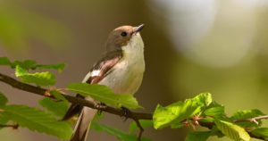 A Birdwatcher in Paradise