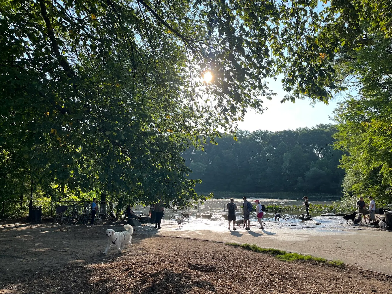 Dog Beach at Prospect Park