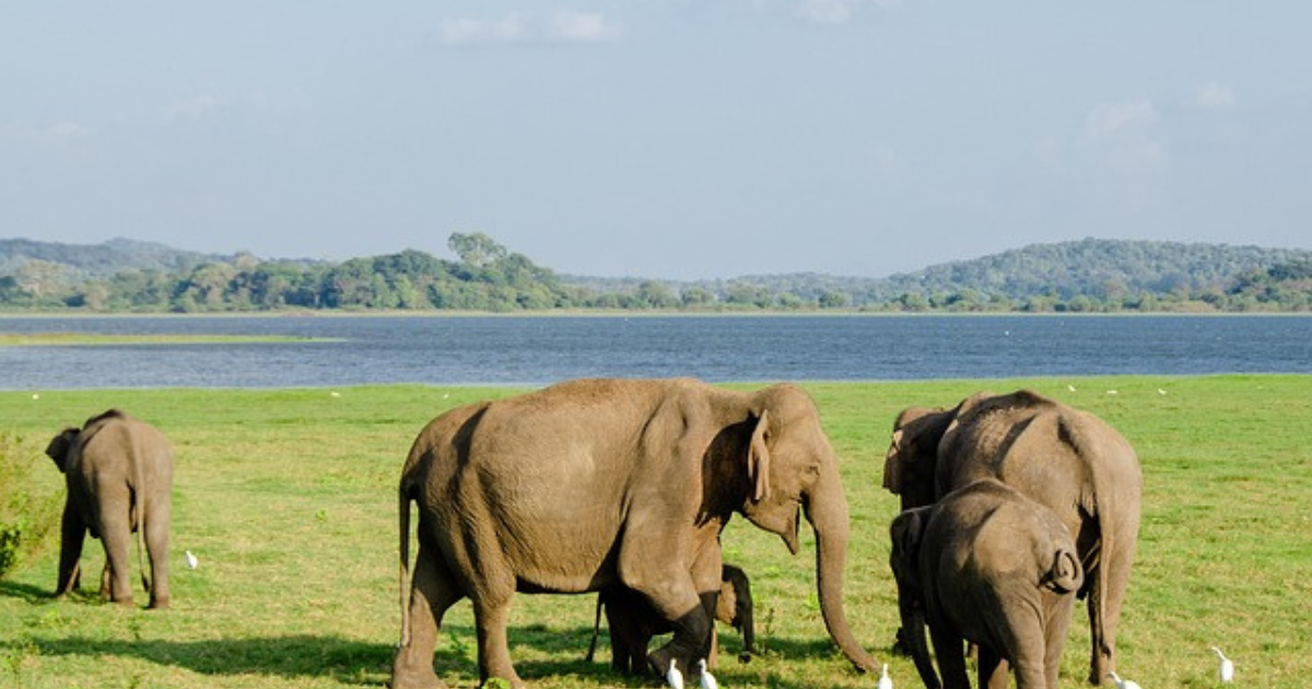 Minneriya country wide Park